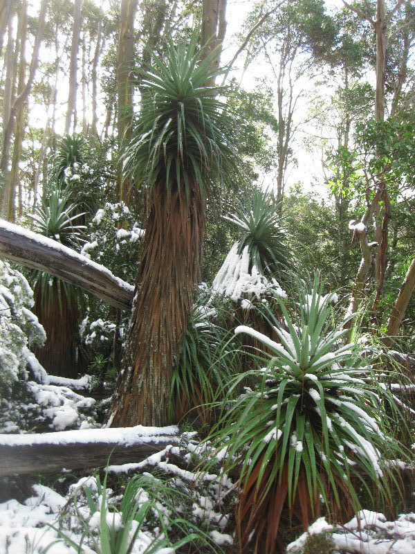 Snow-covered pandani, Mount Field National Park