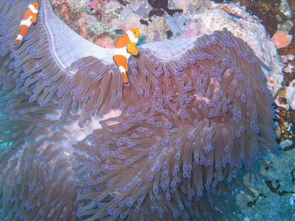 We found Nemo !