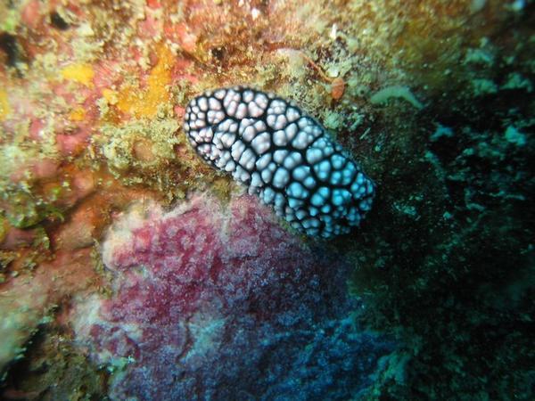 Nudibranch