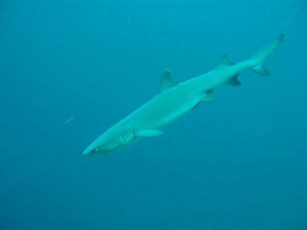 White-tip reef shark