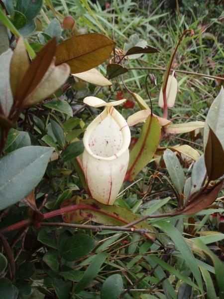 White pitcher plant