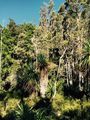 Unmistakeably Tasmanian flora on the Overland Track