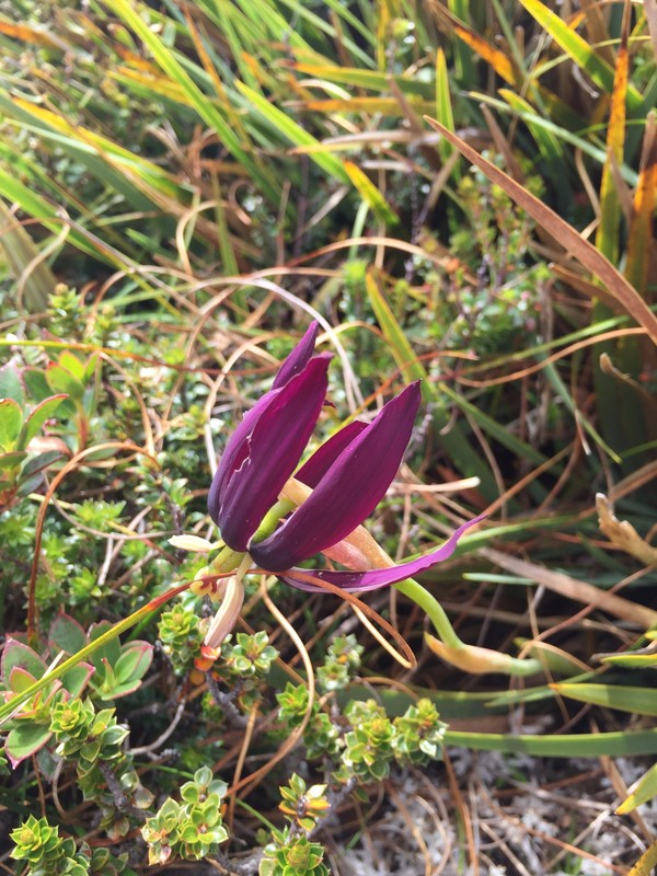 Tasmanian purplestar, Ironbound Range