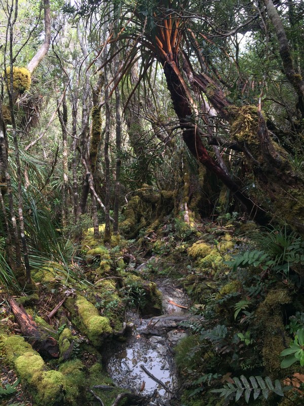 Thick, wet rainforest coming down the Ironbound Range