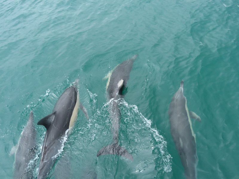 and even more dolphins