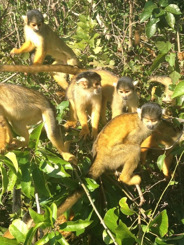Pampas monkeys