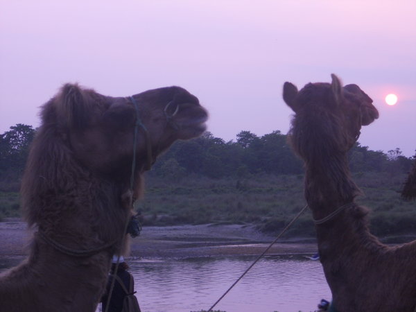 Camels watching the sunset