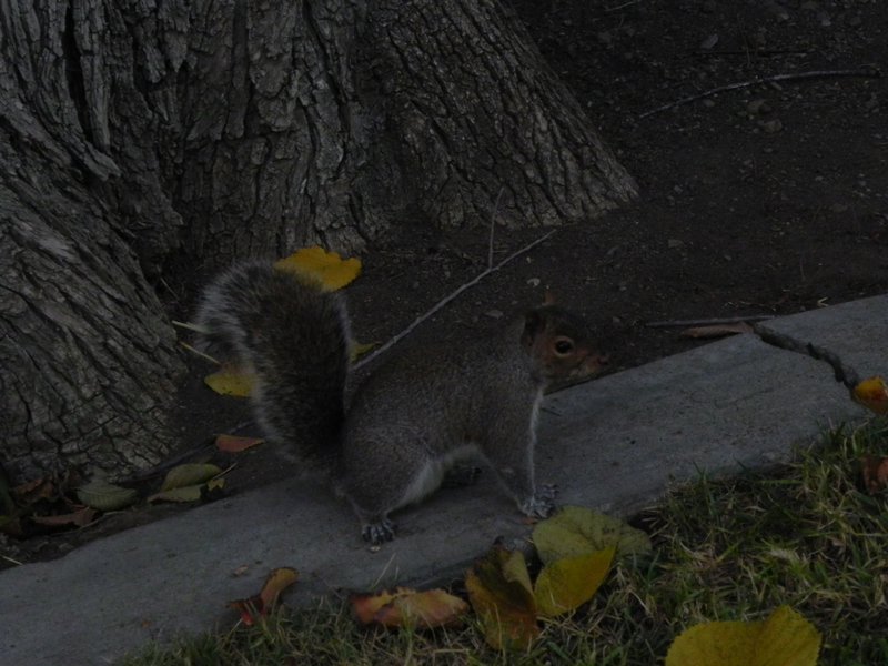 Squirrel in SJSU