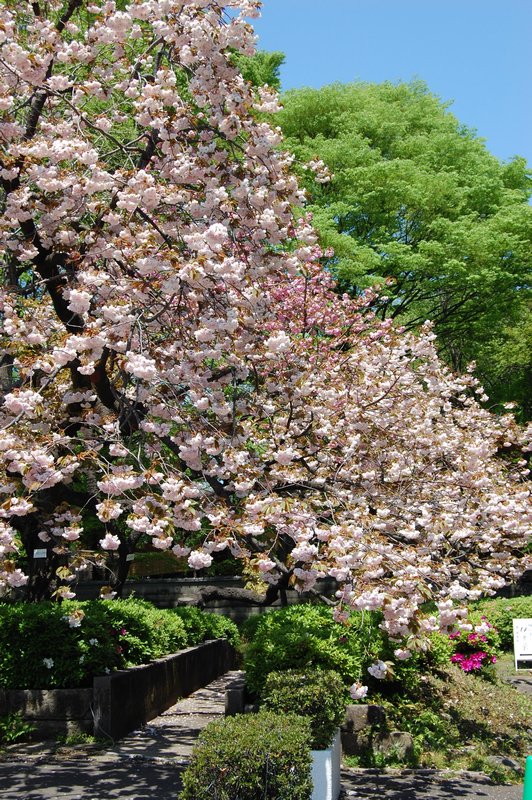.Sakura in Ueno