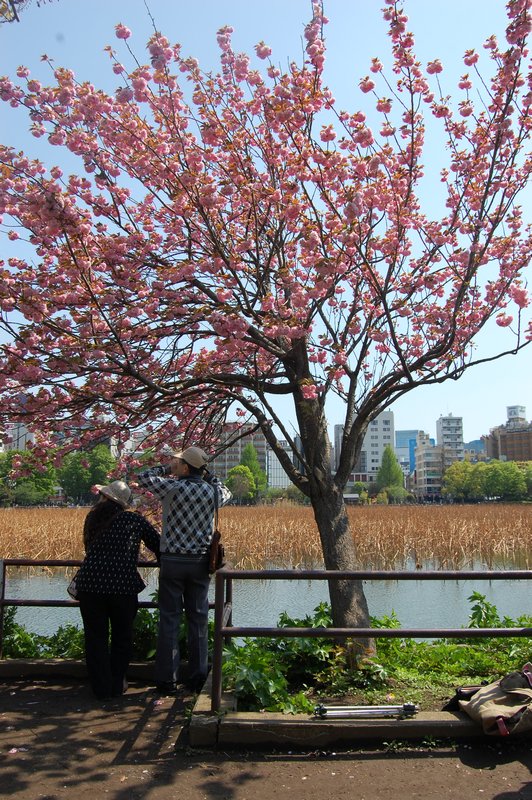Sakura in Ueno