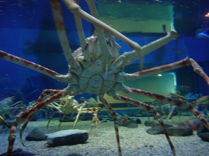 Giant Spider Crabs 3