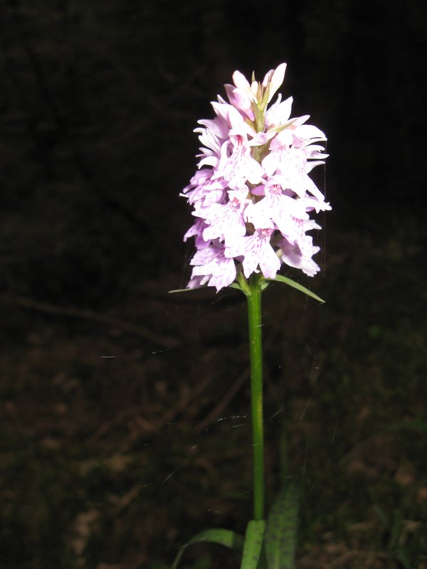 Heiligenblut - wild orchid