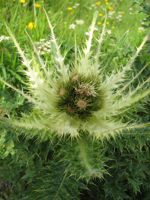 Grimselpass - flower