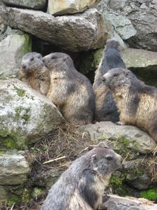 Grimselpass - Marmots