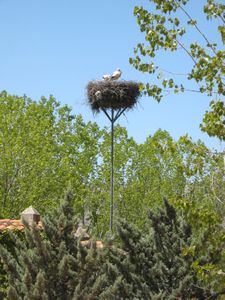 Soria, nesting stork