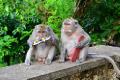Uluwatu Temple Monkeys 5