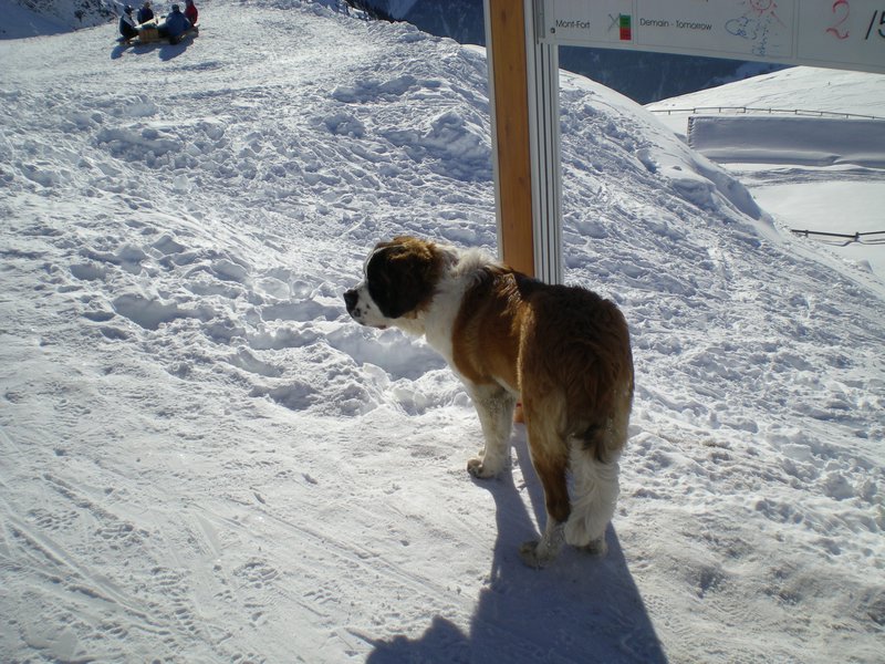 Swiss Snow Dog