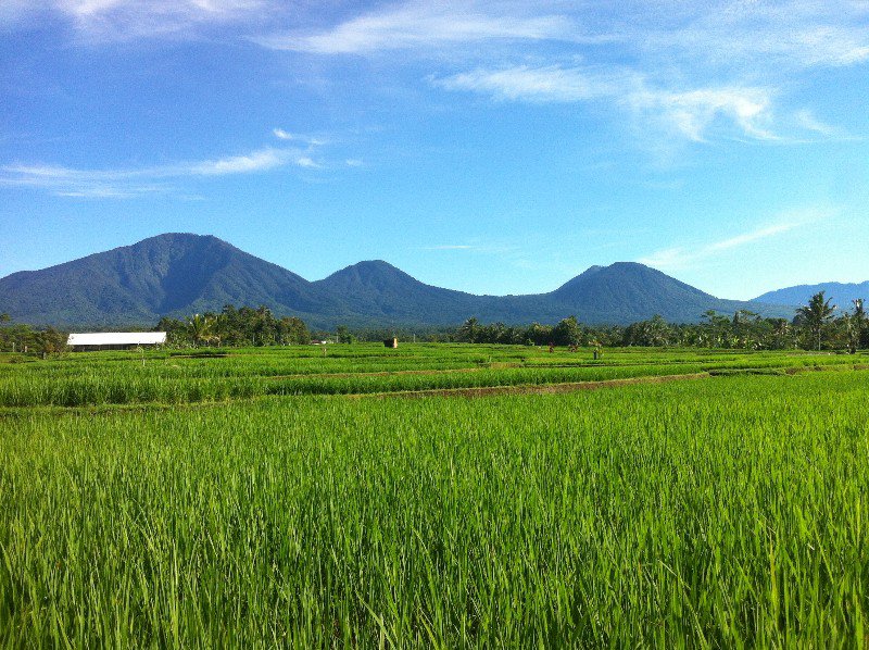 BSR is in a small rice farming village.  Growing Monsanto rice ;)