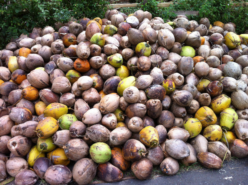 Bali's got coconuts