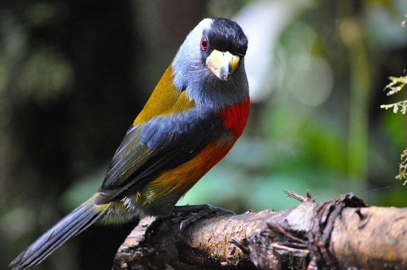 Birdwatching in Ecuador