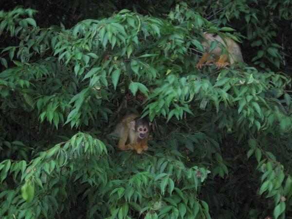 Squirrel Monkeys
