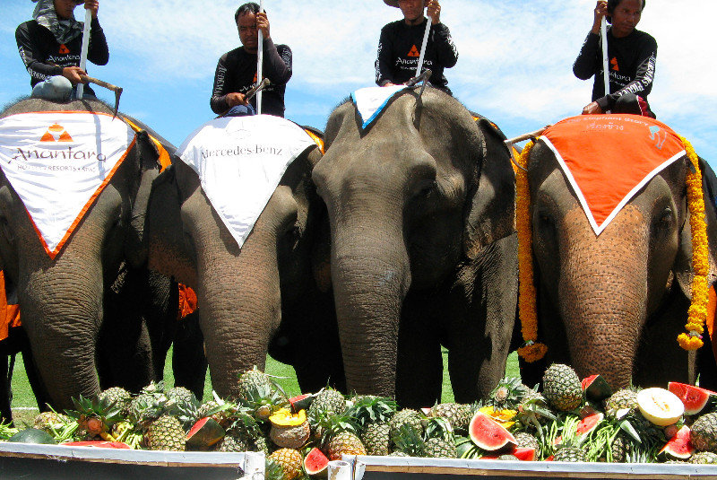 Sept- Elephant Polo event