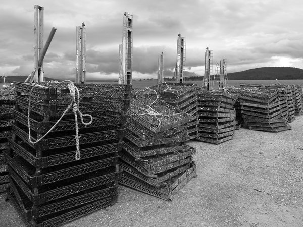 Oyster crates