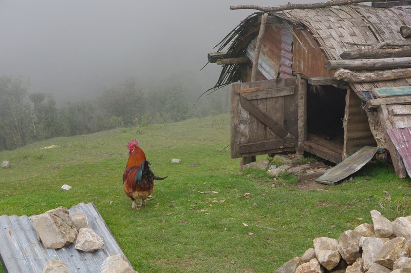 Monstrously large rooster
