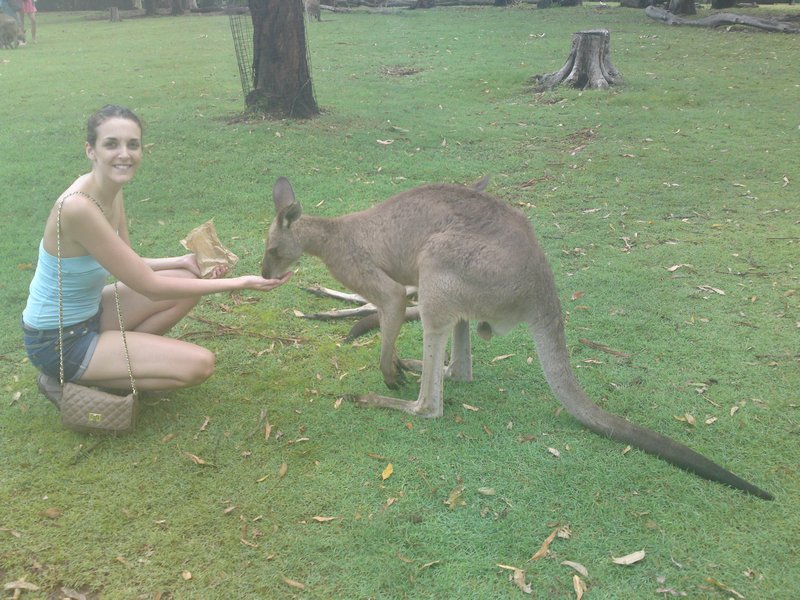 Kangaroo feeding 