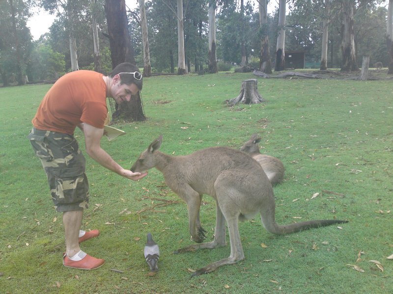 Oli feeding kangaroos