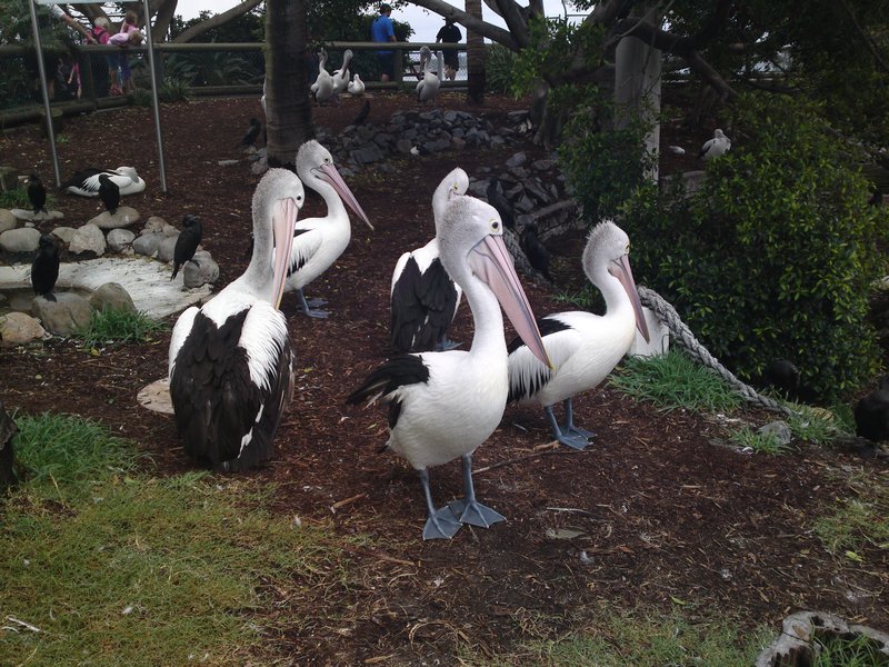 Some pelicans in rehab