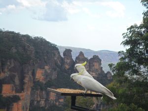 Birds appreciate the view of the three sisters
