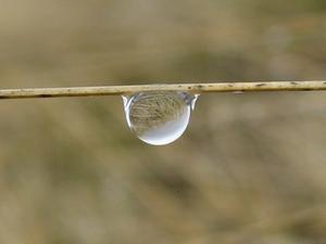 Water droplet - Ben Lomond Track, Queenstown