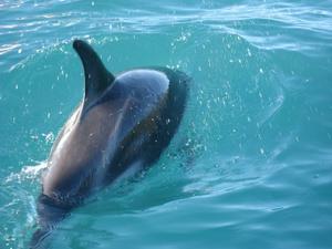 Dusky Dolphin fin - Kaikoura