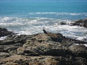 Seal on the rocks - North of Kaikoura