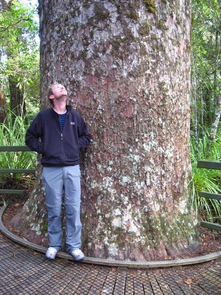 Me and the Kauri Tree