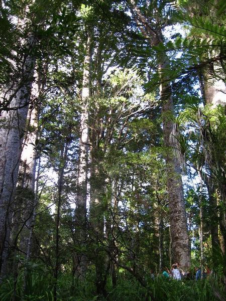 Big Kauri trees