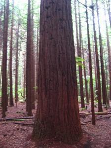 Big Redwoods -Whakarewarewa forest 