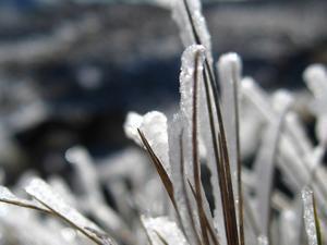 Icy grass - Tongariro Crossing