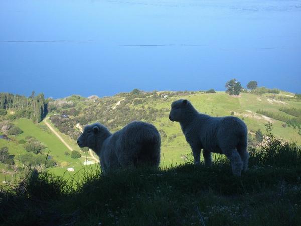 Sheep enjoying the views! Mount Roy
