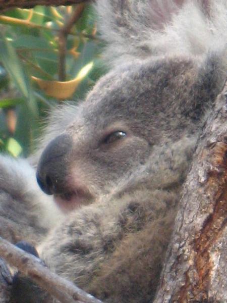 Koala, Forts Walk, Magnetic Island