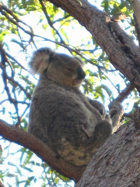 Koala mummy and baby, Forts Walk, Magnetic Island