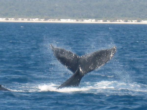 Humpback whale, Hervey Bay