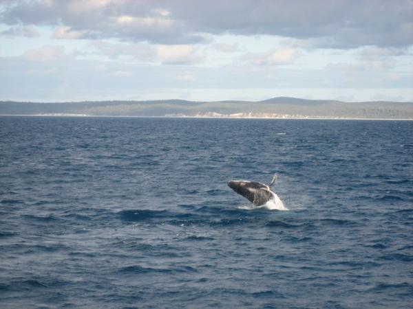 Breaching Whale - Hervey Bay
