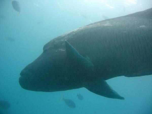 Big Fish, Whitsundays