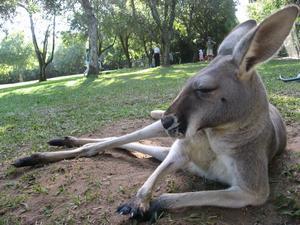 Kangaroo, Australia Zoo
