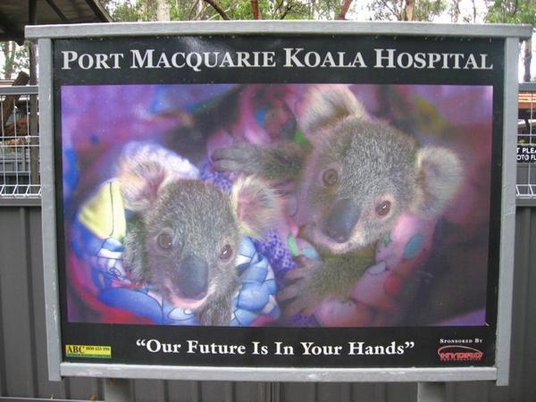 Koala hospital, Port Macquire