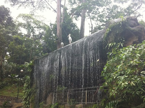 Waterfall at the Bird Park
