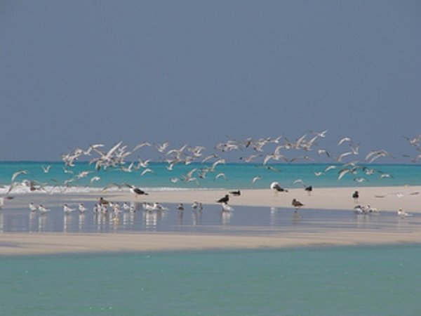 Berbera beach gulls