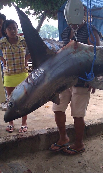 Padangbai var en artig kystby vi besokte. Her kom det inn god lokal fisk - og denne haien jeg svomte fra???... eller?